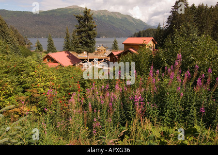 Tutka Bay Lodge, umgeben von Blumen, Kachemak Bay, alaska Stockfoto