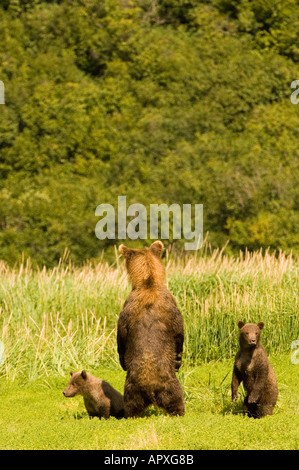 USA ALASKA geographischen Punkt Katmai Nationalpark Braunbär säen und Cubs in Alarmbereitschaft Stockfoto