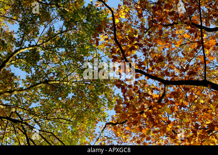 Sommer bis Herbst ändern lässt Stockfoto