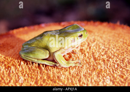 australische grüner Treefrog ruht auf trestump Stockfoto