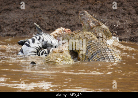 Nil Krokodile fest auf ein Zebra gefangen, während eine Überquerung des Mara Flusses, während die jährliche Wanderung der Gnus Stockfoto