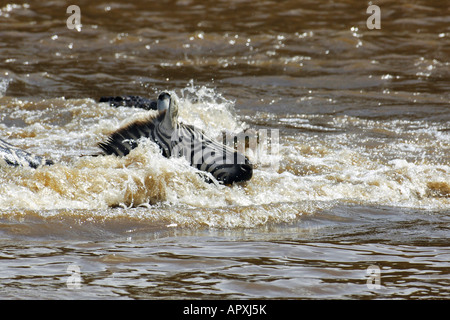 Ein Krokodil bewegt sich in die töten wie ein Zebra kämpft um den Mara Fluss überqueren, während die jährliche Wanderung der Gnus und Zebras Stockfoto