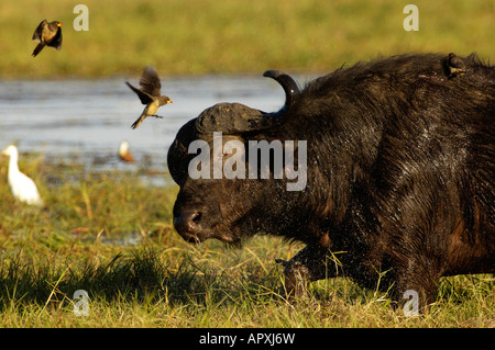 Buffalo Aufladen durch Wasser mit gelben abgerechneten Oxpeckers landen auf dem Kopf Stockfoto