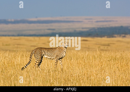 Geparden in gelben Grases (Acinonyx Jubatus) Stockfoto