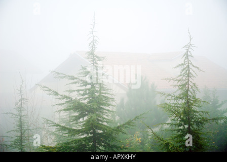 Pinien Bäumen eine Haus gesehen, durch den Nebel Stockfoto