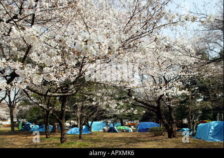 Living Boxen in Tokio, Yoyogi Park, Japan, Obdachlosen Gemeinschaft im Yoyogi Park dauerhaftere selbst gemacht im japanischen Stil Unterkunft, Hu Stockfoto