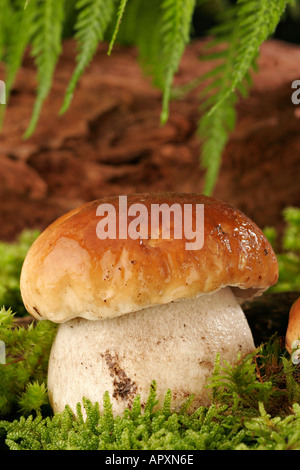 Young-Boletus Edulis wächst in Moos Stockfoto