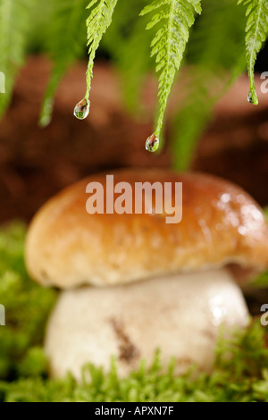 Reflexion von einem jungen Boletus Edulis in einem Tautropfen Stockfoto