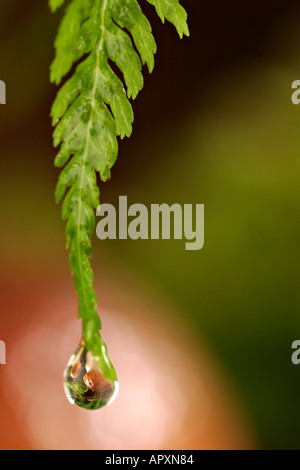Reflexion von einem jungen Boletus Edulis in einem Tautropfen Stockfoto