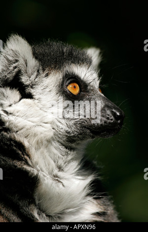 Ring-tailed Lemur Lemur catta Stockfoto