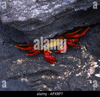 Ein hell orange farbigen Sally Lightfoot Krabben in seiner Rock-Unterschlupf bei Puerto Egas auf Isla San Salvador den Galapagosinseln Stockfoto