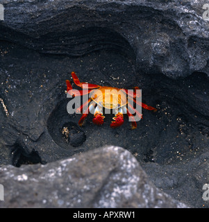 Eine hell orange farbigen Sally Lightfoot Krabbe in der Nähe seiner Abri in Puerto Egas auf Isla San Salvador den Galapagosinseln Stockfoto