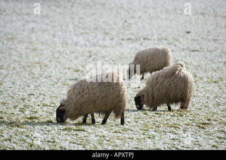 Schafe weiden im Winter im Bishopdale Stockfoto