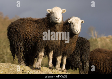 Herdwick Wetter Lämmer auf Felsen im englischen Lake District Stockfoto