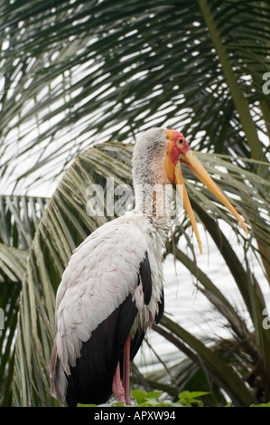 Gelbe abgerechneten milchig Storch Mycteria Ibis ruht auf Palm trees Kuala Lumpur Bird Park Malaysia South East Asia Stockfoto