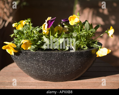 Schwarz gefleckt Container-Topf mit gelb und lila Stiefmütterchen oder Bratschen Violaceae Blumen Stockfoto