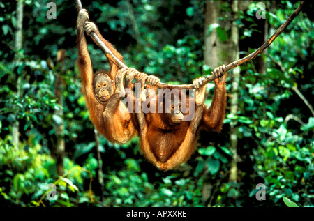 Orang Utan, Pongo Pygmaeus, Gunung Leuser Nationalpark, Sumatra, Indonesien, Asien Stockfoto