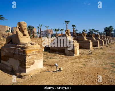 Avenida du Luxor Egypt zwischen dem Tempel von Karnak und dem Tempel von Luxor Stockfoto
