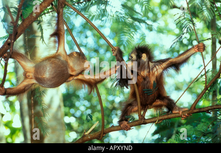 Zwei Orang-Utans Babys in den Bäumen, Pongo Pygmaeus, Gunung Leuser Nationalpark, Sumatra, Indonesien, Asien Stockfoto