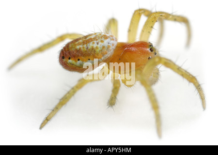 Araniella Cucurbitina Spiderling, bevor es seine grüne Farbe bekommt. Stockfoto