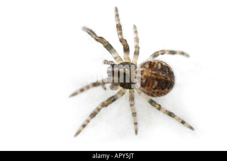 Furche Orb-Weaver. Eine junge weibliche Larinioides Cornutus Spinne, Familie Araneidae, auf weißem Hintergrund. Stockfoto