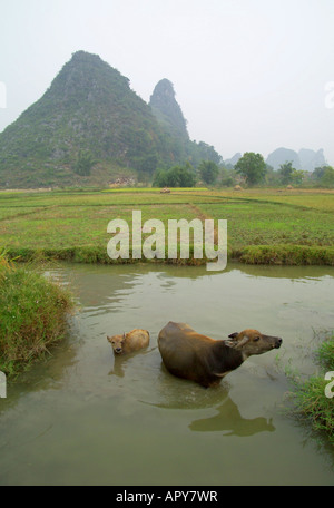 Wasserbüffel und Kalb im Wasser Stockfoto