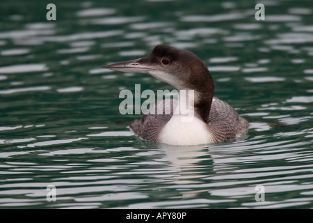 Great northern Diver, gemeinsame Loon, Gavia immer Stockfoto