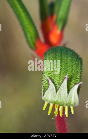 Rote und grüne Känguruh Pfote Anigozanthos Manglessi Blüte John Forest Nationalpark Perth Western Australia September Stockfoto