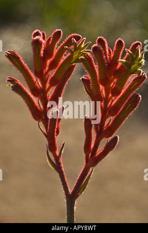 Zwerg rosa Kangaroo Paw Anigozanthos "Bush Perle" Blumen Kings Park Perth Western Australia September Stockfoto