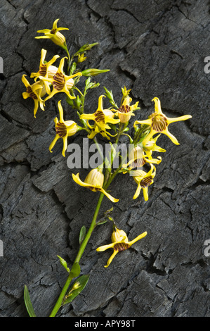 Rot gestreift gelb Tailflower (Anthocercis Ilicifolia) gegen verbrannte Stamm Yanchep Nationalpark Westaustraliens September Stockfoto