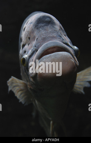 Ein riesiger Gourami, eine wichtige Nahrungsquelle, die beliebt für die Fischzucht in vielen Teilen von Asien und den Pazifischen Inseln ist Stockfoto