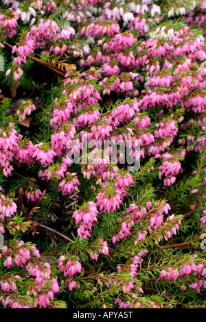 Erica Carnea Dezember rot Stockfoto