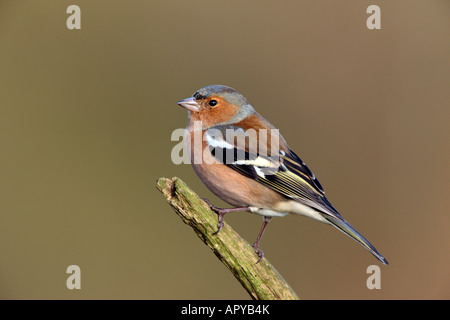 Männliche Buchfink Fringilla Coelebs thront auf Zweig suchen Warnung Potton Bedfordshire Stockfoto