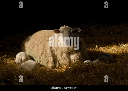 Eine Welle des Sonnenlichts fängt im Stroh in der Scheune mit ihrem Twin neu geborenen Lämmer schlief neben ihr ein Mutterschaf Stockfoto