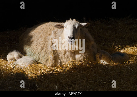 Eine Welle des Sonnenlichts fängt im Stroh in der Scheune mit ihrem Twin neu geborenen Lämmer schlief neben ihr ein Mutterschaf Stockfoto