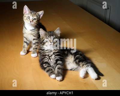 Zwei Tabby Kätzchen neun Wochen alt Stockfoto