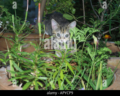 Acht Wochen alten weiblichen Tabby im Garten Stockfoto