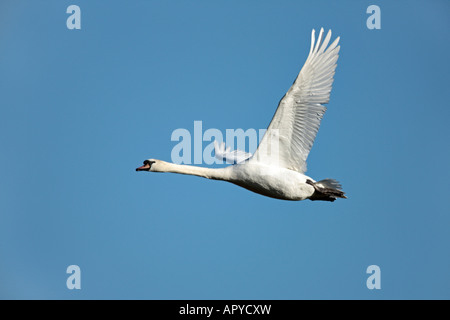 Höckerschwan Cygnus Olor im Flug mit schönen blauen Himmel Potton Bedfordshire Stockfoto