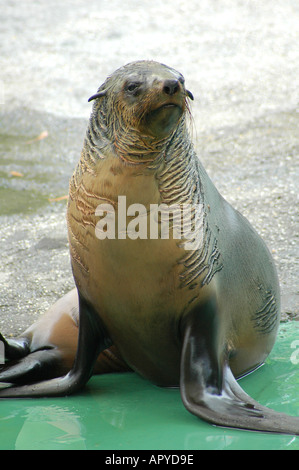 Sea Lion, Melbourne Zoo, Melbourne, Victoria, Australien Stockfoto