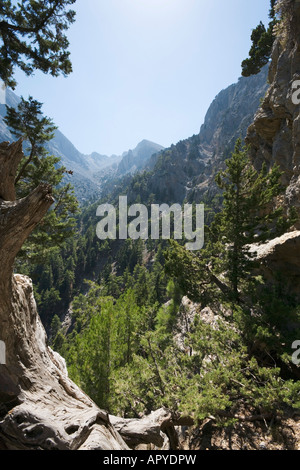 Blick vom Stufen führen hinunter zu der Schlucht, Samaria Gorge National Park, Lefka Ori, Provinz Chania, Kreta, Griechenland Stockfoto