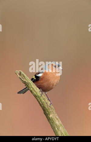 Männliche Buchfink Fringilla Coelebs auf Zweig suchen alert Potton Bedfordshire Stockfoto