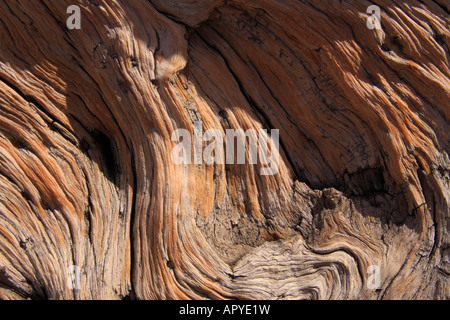 Bristlecone Pine Tree, Mount Goliath Naturraum, Mount Evans, Denver, Colorado, USA Stockfoto