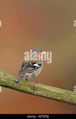 Buchfink Fringilla Coelebs thront auf Zweig suchen Warnung Stockfoto