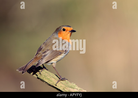 Robin Erithacus Rubecula thront auf Zweig suchen alert Potton Bedfordshire Stockfoto