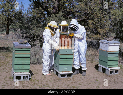 Imker gekleidet im Raumanzug wie Netting entfernen Wabenhonig aus Honig Bienenstöcke in der Nähe von Redmond Oregon Stockfoto