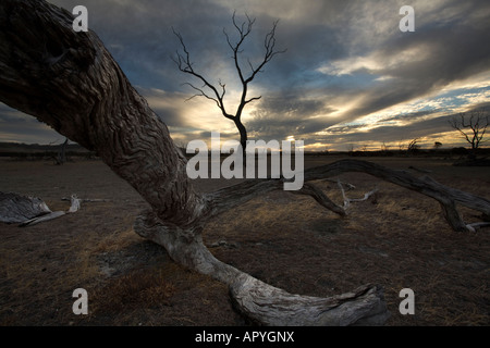 Feuer beschädigt Bäume in der Nähe von Emu bay tot Kangaroo Island South Australia SA Stockfoto