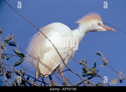 Heron Garde Boeuf Kuhreiher Bubulcus Ibis Ardeola Ibis Afrika Spezies afrikanischen Federbusch Morphologie allein Vogel B Stockfoto