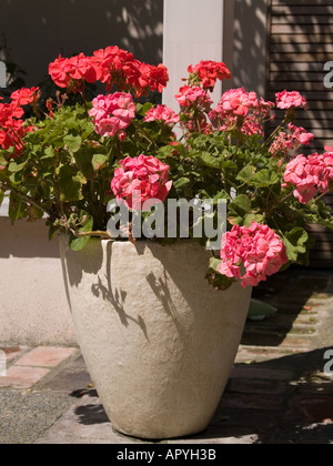 Pelargonuim Hybrid Sorte Pink Champagne wächst im Pflanzgefäß Stockfoto