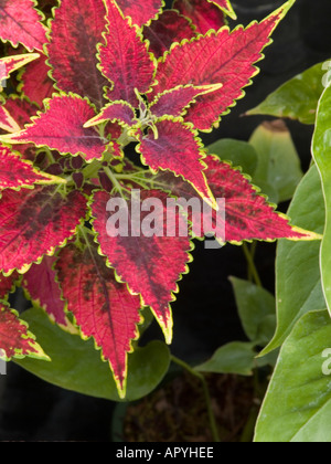 Solenostemon Coleus Blumei Flamme Brennnessel oder bemalte Brennnessel Lamiaceae Minze Stockfoto