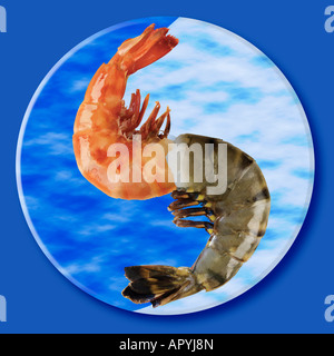 Garnelen Sie in der Form von Yin und Yang-Symbol Stockfoto
